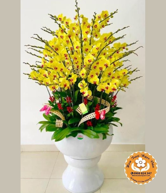 Chậu Lan Hồ Điệp Vàng Pháo Hoa - Rực Rỡ Sum Vầy