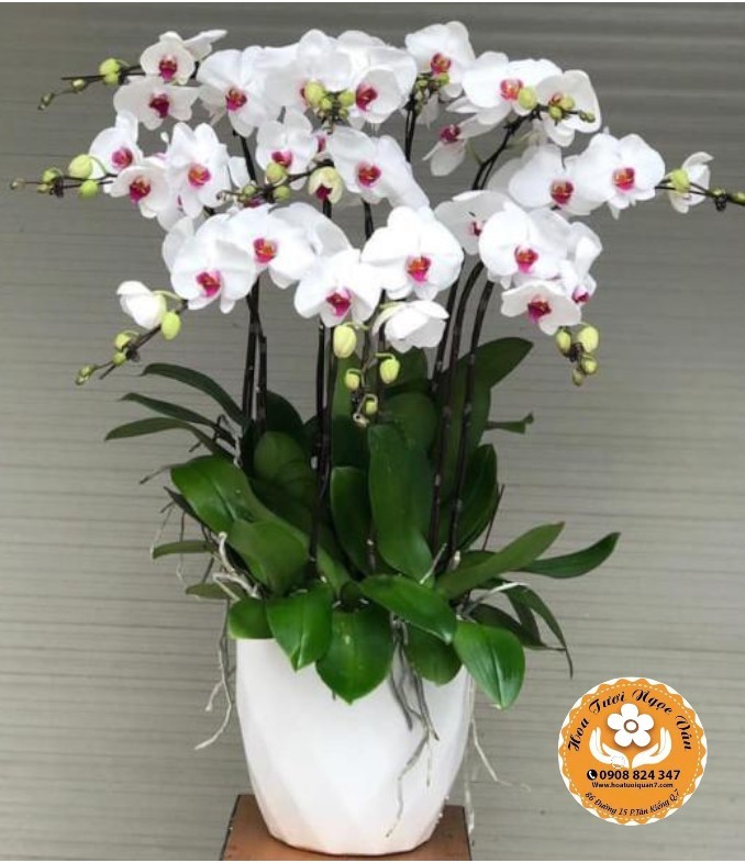 Chậu Lan Hồ Điệp Trắng Lưỡi Đỏ - Nét Son Quý Phái