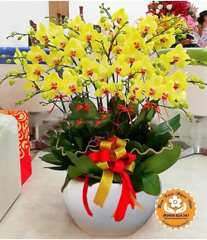Chậu Lan Hồ Điệp Vàng - Khai Trương Đại Cát