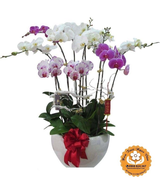Chậu Lan Hồ Điệp Tam Sắc - Xuân Sum Vầy