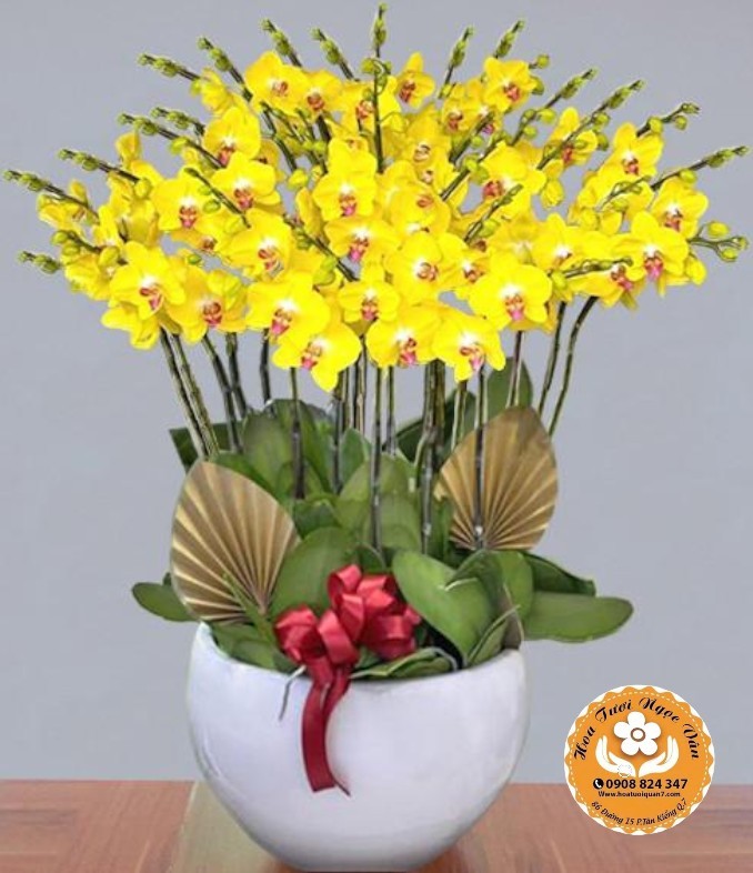 Chậu Lan Hồ Điệp Vàng Kim Tiễn - Đón Xuân Sang Giàu